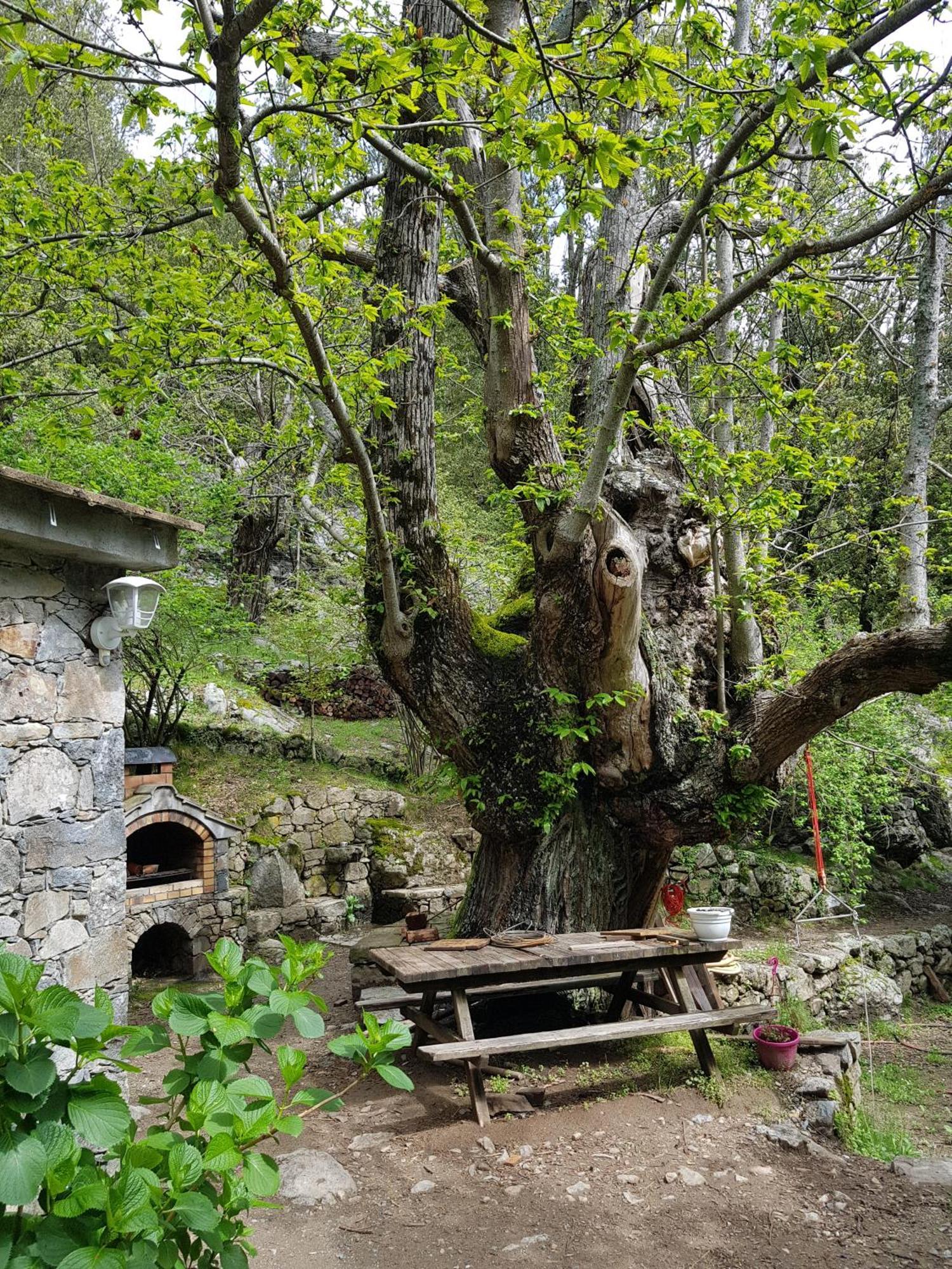 Chambre D'Hote "Chez Antoinette Et Charles" Santo-Pietro-di-Venaco Екстер'єр фото